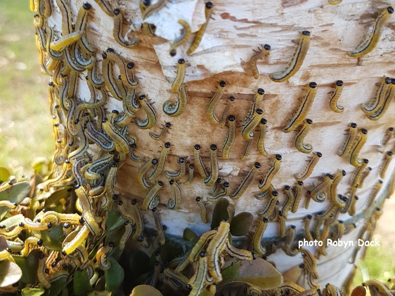 Sawfly larvae on birch tree bark possibly Hemichroa crocea photo Robyn Dack
