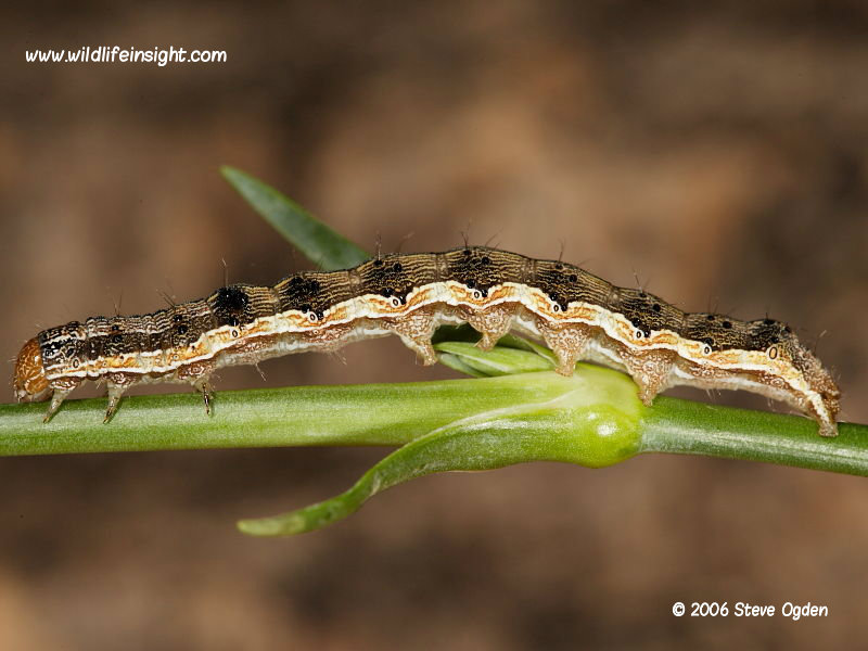 Scarce Bordered Straw caterpillar (Helicoverpa armigera) on carnation © 2006 Steve Ogden