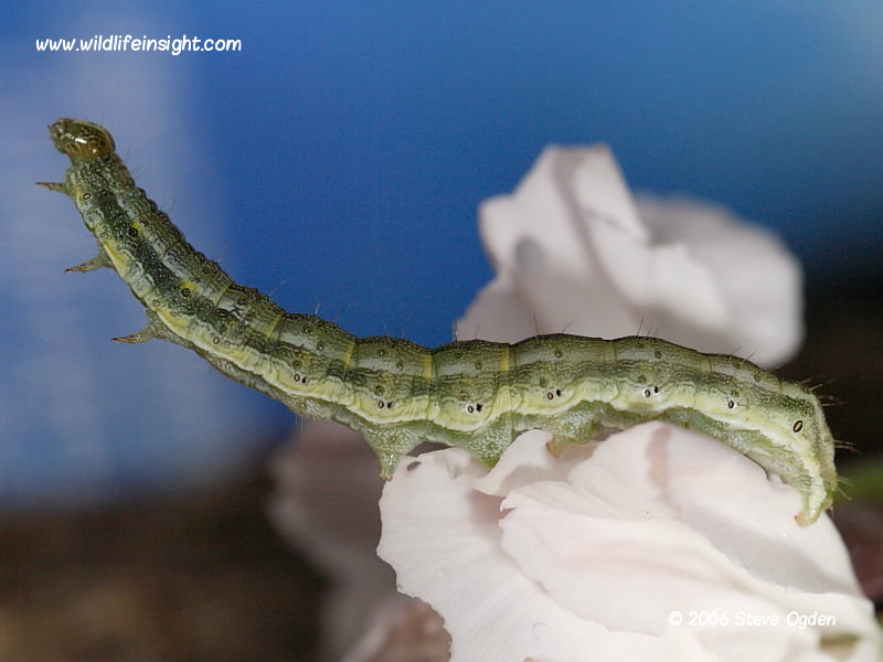Scarce Bordered Straw caterpillar (Helicoverpa armigera) on imported carnations © 2006 Steve Ogden