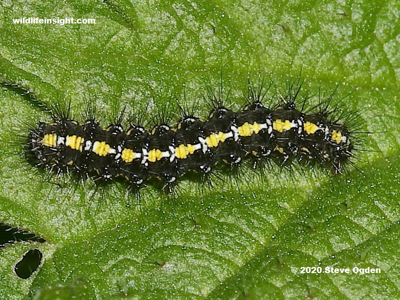 Scarlet Tiger Moth caterpillar  (Callimorpha dominula) on nettle leaf in early Spring on north Cornish coast UK 