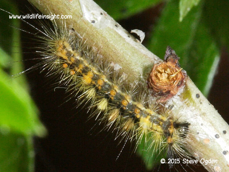 Penultimate instar yellow form of Vapourer Moth caterpillar - photo Steve Ogden