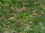 0169 Six-spot Burnet Moth (Zygaena filipendulae) - caterpillars on Birdsfoot Trefoil