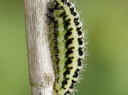 0170 Five-spot Burnet (Zygaena trifolii) - larva