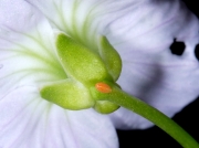 1553 Orange-tip (Anthocharis cardamines) - eggs