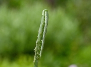 1553 Orange-tip (Anthocharis cardamines) - larva