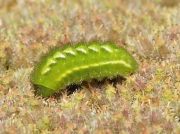 1555 Green Hairstreak (Callophrys rubi) - larva