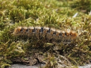 1637 Oak Eggar (Lasiocampa quercus) - 30mm larva