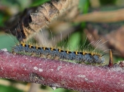1637 Oak Eggar (Lasiocampa quercus) - side on view of half grown  caterpillar