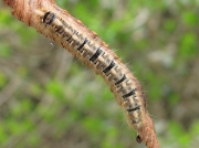 1637 Oak Eggar (Lasiocampa quercus) - caterpillar