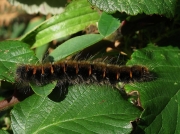 1638 Fox Moth (Macrothylacia rubi) - pre over wintering caterpillar