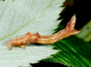 1917 Early Thorn (Selenia dentaria) - larva