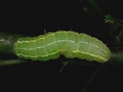 2291 The Coronet (Craniophora ligustri) - larva