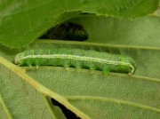 2318 The Dun-bar (Cosmia trapezina) - caterpillar