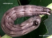Abbott's Sphinx caterpillar (Sphecodina abbottii) Illinois US photo Cooper Sterling