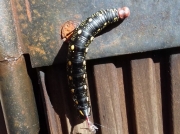 Bedstraw Hawkmoth caterpillar (Hyles gallii) Cardiff UK