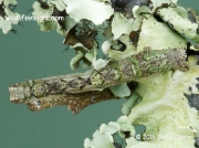Brimstone Moth 20mm over wintering larva (Opisthograptis luteolata) February on lichen Cornwall © 2016 Steve Ogden