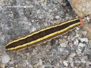 2163 Broom Moth caterpillar brown form (Melanchra pisi) photo Lynn Grattage