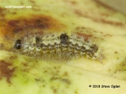 2049-Buff-Footman-early instar-4-mm-caterpillar (Eilema depressa) 8974