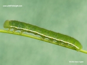 Clouded Yellow Butterfly caterpillar (Colias croceus)