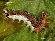 Comma Butterfly caterpillar (Polygonia c-album)