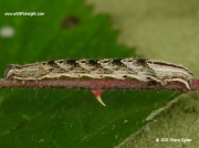 1738 Common Carpet caterpillar (Epirrhoe alternata) © 2015 Steve Ogden