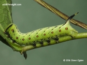Convolvulus Hawkmoth caterpillar 25mm freshly moulted © 2016 Steve Ogden