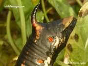 Convolvulus Hawkmoth caterpillar tail horn © 2016 Steve Ogden