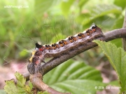 2283 Dark Dagger caterpillar (Acronicta tridens) photo Sue Bennett