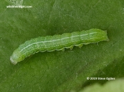 2318 Dun-bar-caterpillar (Cosmia trapezina) photo © 2019 Steve Ogden