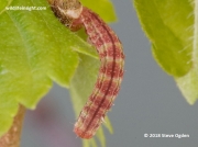 Epirrita species  larva of either November Moth, Pale November Moth or Autumnal Moth  © 2018 Steve Ogden