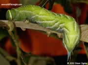 Eyed Hawkmoth 70mm fully grown caterpilla (Smerinthus ocellata) © 2013 Steve Ogden