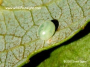 Eyed Hawkmoth egg Smerinthus ocellata © 2015 Steve Ogden