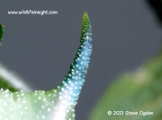 Eyed Hawkmoth blue tail horn © 2013 Steve Ogden