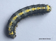 2020 Figure of Eight caterpillar (Diloba caeruleocephala)