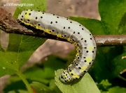 2020 Figure of Eight caterpillar (Diloba caeruleocephala)