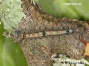 2051 Fully grown Four-spotted footman larva
