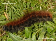 1638 Fox Moth caterpillar (Macrothylacia rubi) final instar