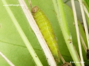 Gatekeeper butterfly caterpillar (Pyronia tithonus)