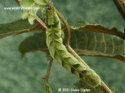 2155 Green larval form of Dot Moth Melanchra persicariae © 2013 Steve Ogde