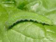 1551 Green -veined White Butterfly (Pieris napi) caterpillar