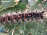 Gypsy moth caterpillar US © 2015 Joanne McIntrye