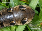 Head of Elephant Hawk moth caterpillar (Deilephila elpenor) © 2013 Steve Ogden