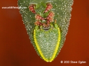 Head of Eyed Hawkmoth larva © 2013 Steve Ogden