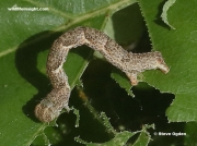 1678  Fully grown 22 mm Jersey Mocha caterpillar (Cyclophora ruficiliaria)