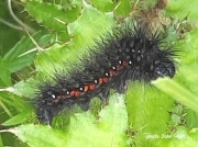 Light Knot Grass caterpillar (Acronicta menyanthids) photo John Hunt