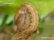 2173 The Lychnis caterpillar (Hadena bicruris)  on Red Campion seed head © 2015 Steve Ogden