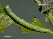 1663 March Moth larva or caterpillar (Alsophila aescularia)