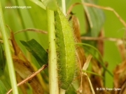 Meadow Brown butterfly (Maniola jurtina) caterpillar