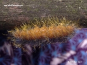 2280 The Miller caterpillar (Acronicta leporina) pre pupating © 2015 Alison Welsh