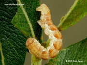 1935 Mottled Umber caterpillar (Erannis defoliaria) © 2015 Steve Ogden